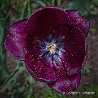 Bee On A Tulip Stigma_00461.jpg - Photographed at Smiths Falls, Ontario, Canada.